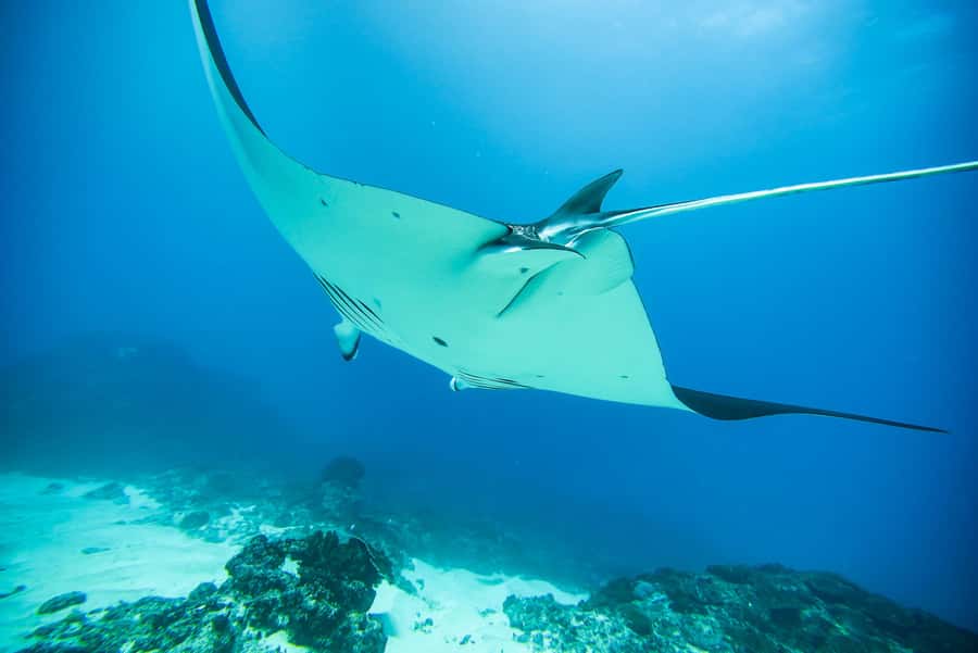 Bali: Nusa Penida Speedboat Trip with Snorkeling and Tour - GoPro photos, guides, and the small-group advantage