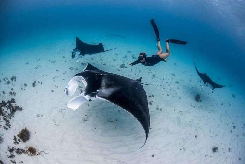 Bali: Private Snorkeling at Manta Point Nusa Penida - Why Manta Point Is Worth the Effort