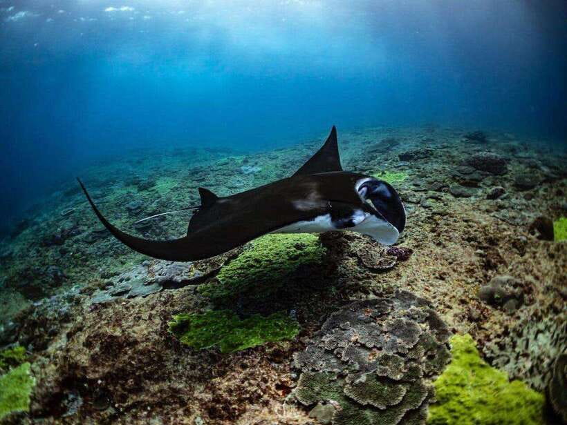 Bali: Private Snorkeling at Manta Point Nusa Penida - Gamat Bay: A Calmer Change of Pace