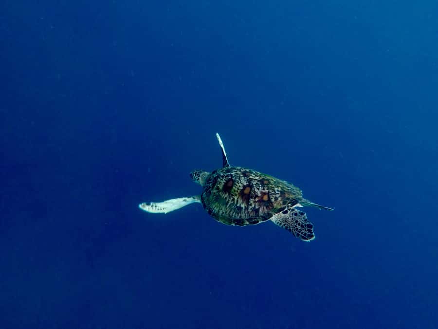 Bali: Snorkeling Blue Lagoon 2 Spot & Lunch optional Village - Blue Lagoon Bay: the gentle first session