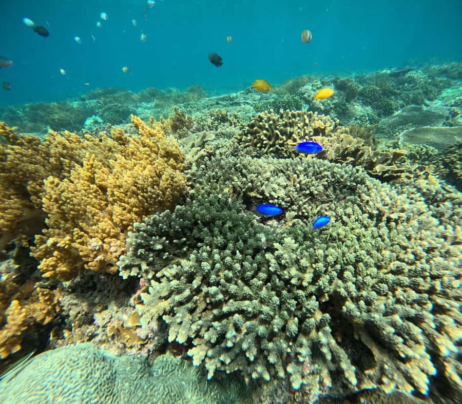 Bali: Snorkeling Blue Lagoon 2 Spot & Lunch optional Village - What the $16 price really covers