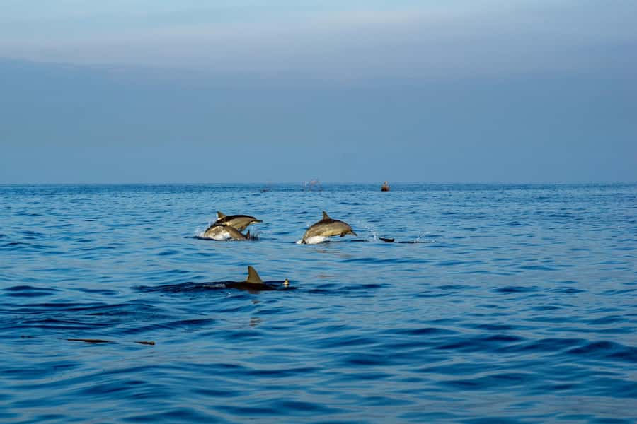 Bali: Watching Dolphin, Swimming & Snorkeling Tour - Key points to know before booking