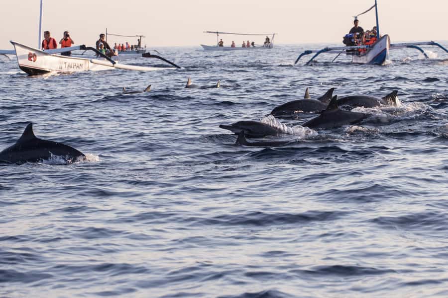 Bali: Watching Dolphin, Swimming & Snorkeling Tour - Who should book this Lovina boat trip?
