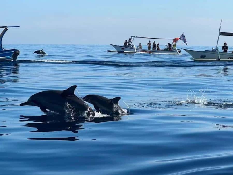Bali: Watching Dolphin, Swimming & Snorkeling Tour - Chasing dolphins across North Bali’s open water