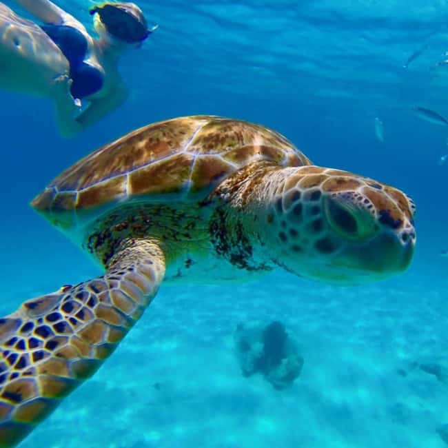 Barbados: Catamaran Tour with Snorkeling and Lunch - Key points to know before booking