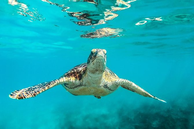 Barbados Catamaran Turtle and Shipwreck Snorkeling Cruise - Key Points Before You Book
