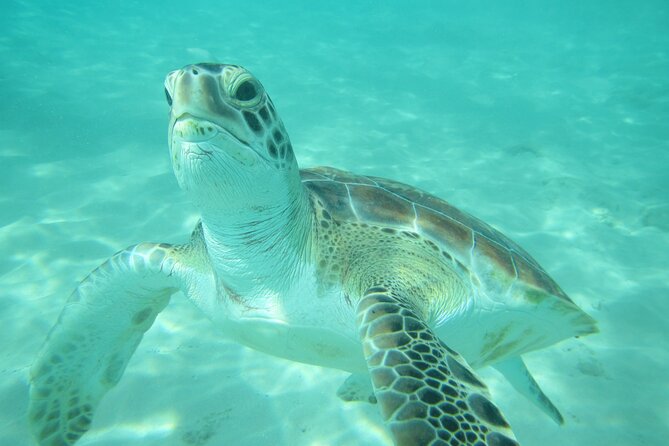 Barbados Catamaran Turtle and Shipwreck Snorkeling Cruise - Setting Sail From Bridgetown on El Tigre
