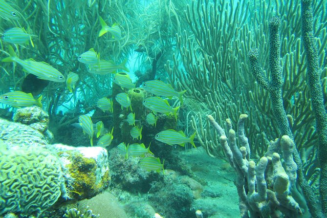 Barbados Catamaran Turtle and Shipwreck Snorkeling Cruise - Space, Service, and Water Safety