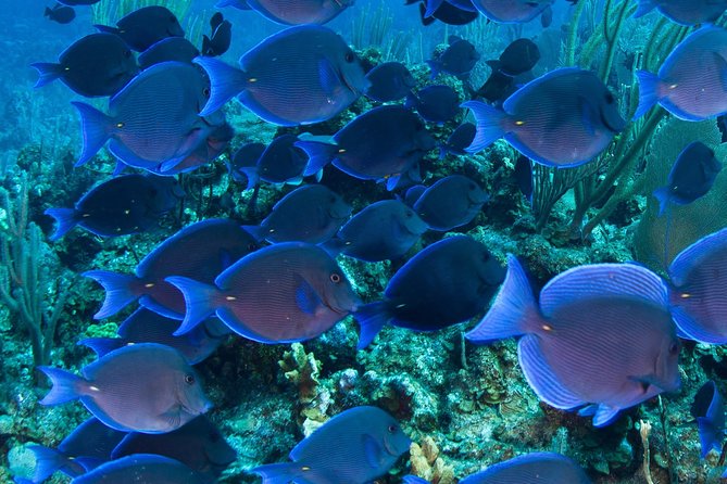 Barbados Catamaran Turtle and Shipwreck Snorkeling Cruise - Is $85 a Good Value?