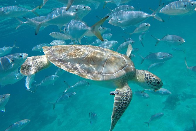 Barbados Shore Excursion Snorkel cruise and Beach Day - Tranquility Cruises keeps the boat portion accessible