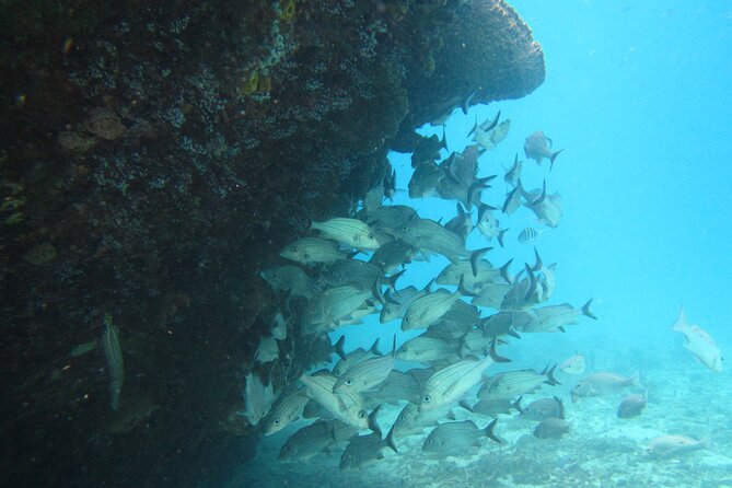Barbados Snorkeling and Sailing Adventure for Small Groups - From Bridgetown’s Careenage to the open bay