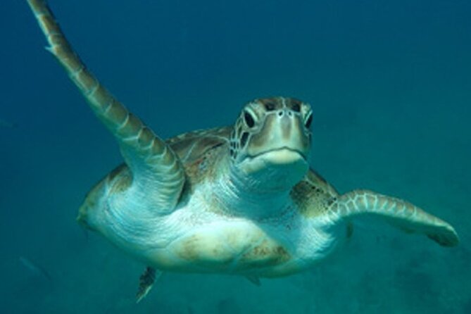Barbados Sunset and Snorkeling Catamaran Cruise - Small numbers and attentive crew