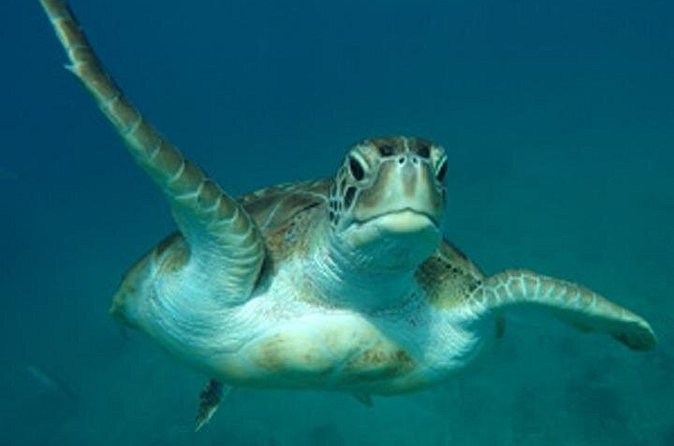 Barbados Sunset and Snorkeling Catamaran Cruise - Should you book the El Tigre sunset cruise?