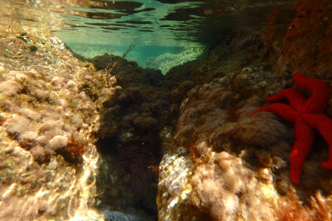 Barcelona Costa Brava Kayak, Snorkel & Cliff Jump Day Tour - Is the $102.79 price fair?