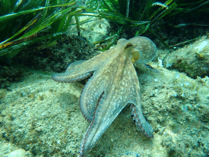 Barcelona: Costa Brava Kayak, Snorkel & Cliff Jump & Lunch - Optional cliff jumps, with room to say no