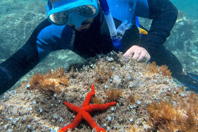 Barcelona Wild Experience: Kayak and Snorkel in Costa Brava - A local sandwich lunch in the open air