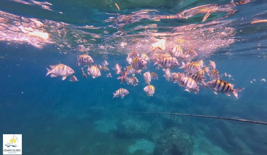 Basseterre: St Kitts 4-hour Catamaran Snorkel Cruise & Lunch - What the $80 price really covers