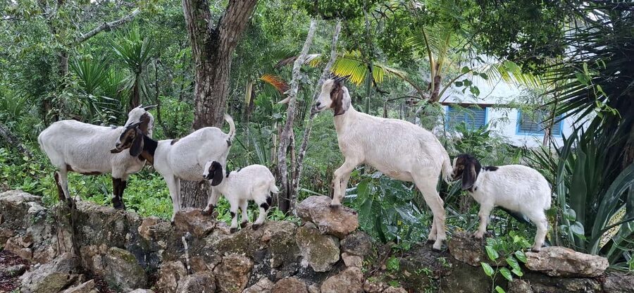 Bayahibe: National Park Jungle Walk & Snorkeling in Cenotes - Is $55 a fair price?