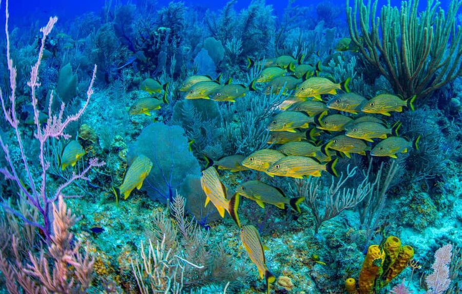 Bayahibe: Snorkeling Tour - Sea, Cotubanama park & Cenotes - Why this Bayahibe day is different