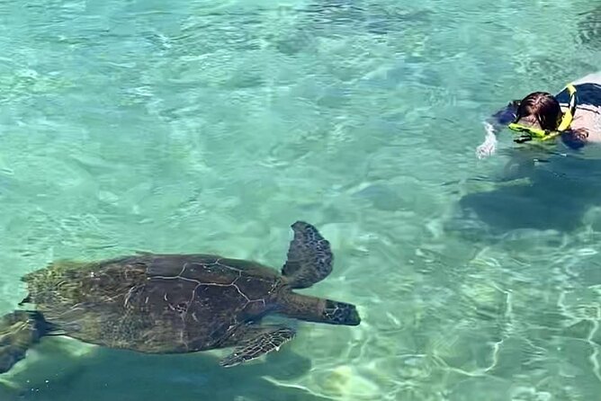 Beach Snorkel - Sea Turtle and Black Sand Lagoon - Two Hilo shore sites instead of a boat trip