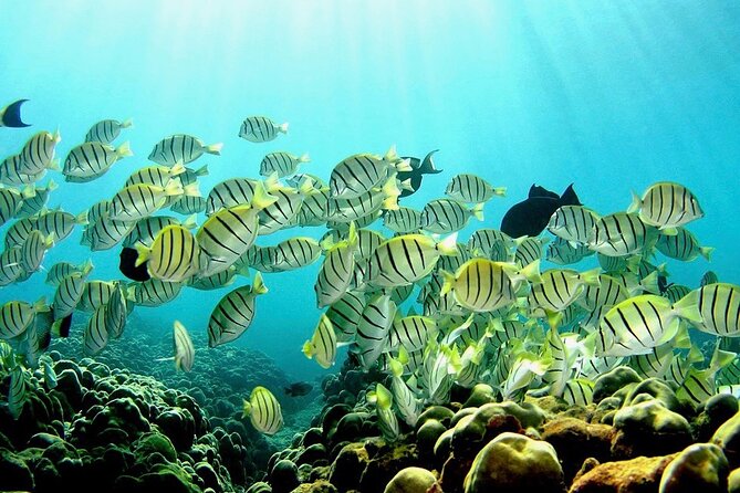 Beach Snorkel - Sea Turtle and Black Sand Lagoon - Snacks, juice, and the small-group advantage