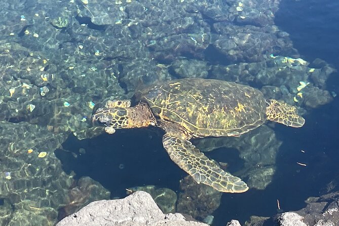 Beach Snorkel - Sea Turtle and Black Sand Lagoon - Is $153.85 a fair price?