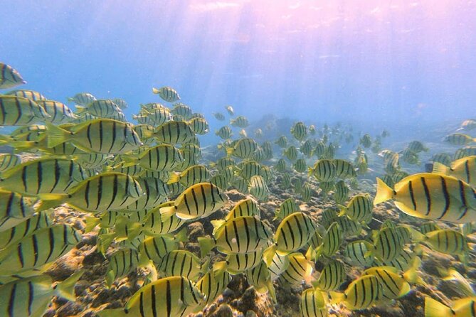 Beach Snorkel - Sea Turtle and Black Sand Lagoon - First stop: lava rock, fish, and a short introduction