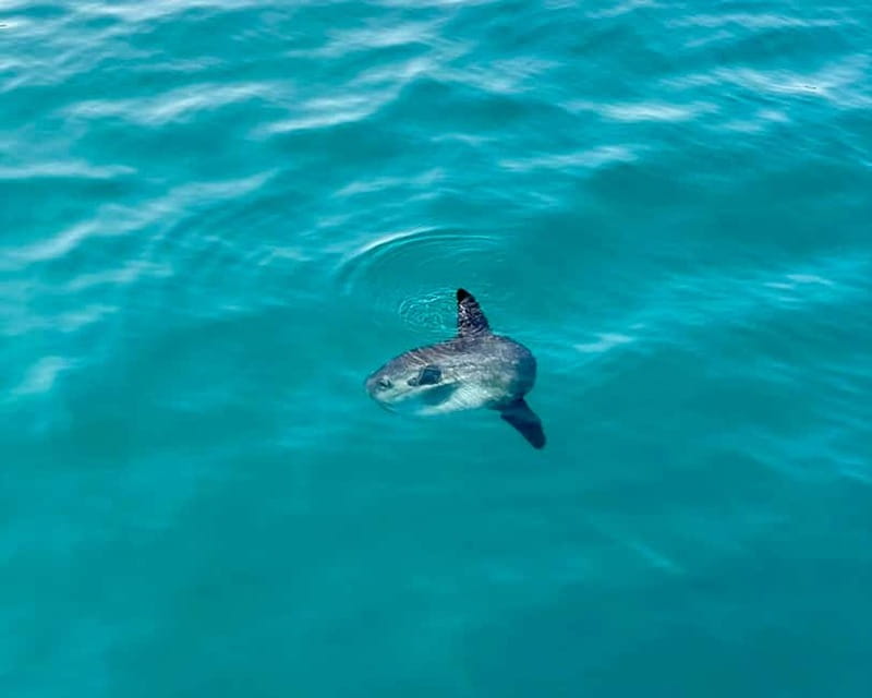 Benalmádena Boat Tour with Snorkeling, Water Slide and Lunch - A small boat with a big menu of water activities