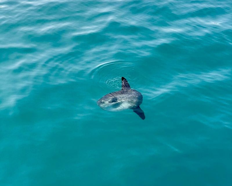 Benalmádena Boat Tour with Snorkeling, Water Slide and Lunch - What to bring and what to skip