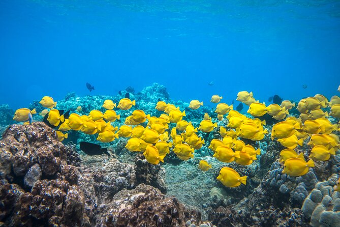 Best Coral Reef Snorkel Tour in Kona - Protected Marine Sanctuary - Key points at a glance