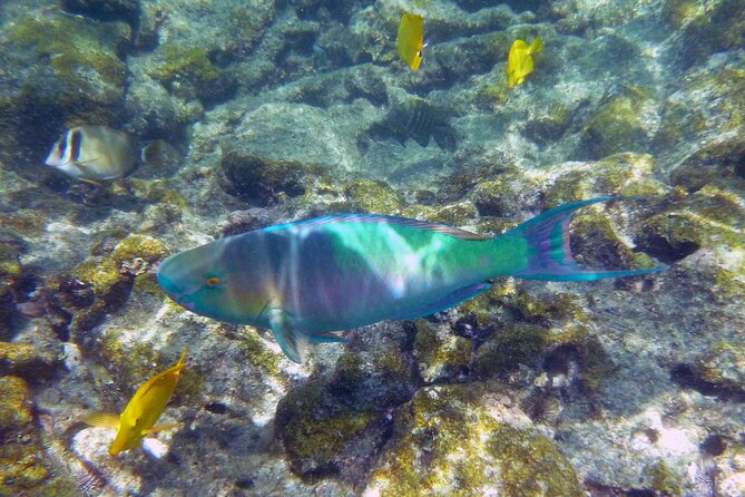 Best Coral Reef Snorkel Tour in Kona - Protected Marine Sanctuary - Small boat comfort and group size