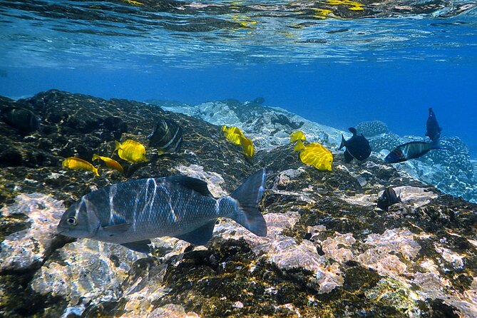 Best Coral Reef Snorkel Tour in Kona - Protected Marine Sanctuary - Wildlife on the way home