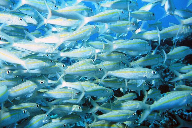 Best Coral Reef Snorkel Tour in Kona - Protected Marine Sanctuary - Timing, crowds, and the four-hour schedule