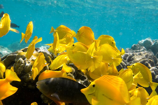 Best Coral Reef Snorkel Tour in Kona - Protected Marine Sanctuary - At the reef, up to one hour in the water
