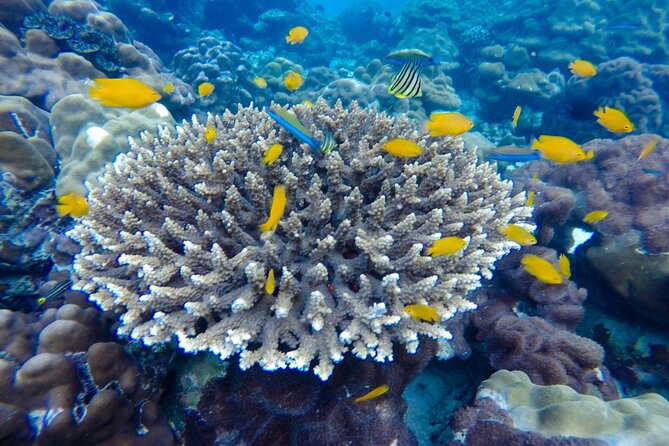 Best of Phi Phi Islands Snorkeling Tour from Phuket - Snorkeling around Phi Phi Leh