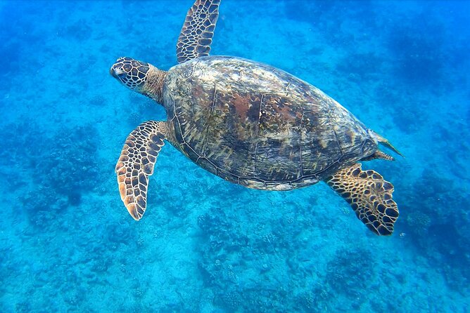 Best Waikiki Snorkel Tour: Guaranteed Turtles at Turtle Canyon - Key points at a glance