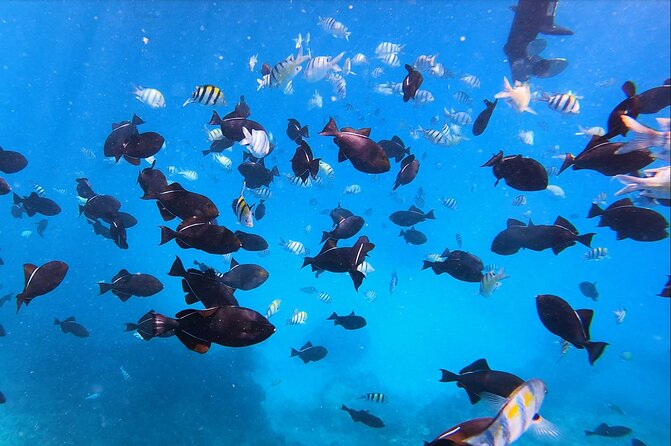 Best Waikiki Snorkel Tour: Guaranteed Turtles at Turtle Canyon - Magic Island and the Royal Hawaiian Hotel