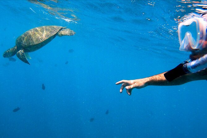 Best Waikiki Snorkel Tour: Guaranteed Turtles at Turtle Canyon - Snorkeling with turtles at Turtle Canyon
