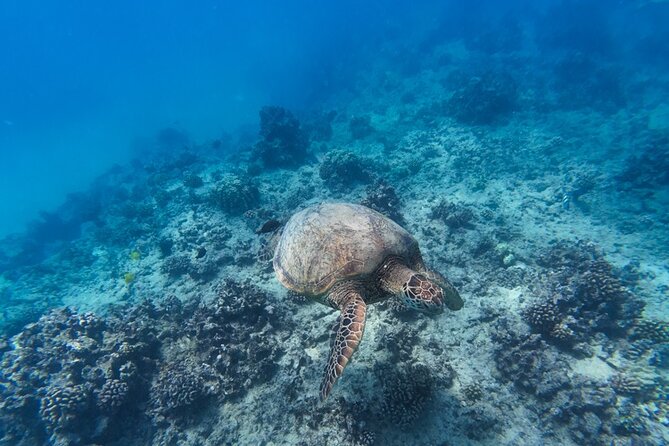 Best Waikiki Snorkel Tour: Guaranteed Turtles at Turtle Canyon - The water conditions matter more than the brochure