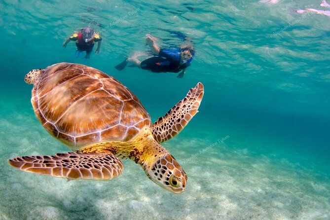 Bestseller! Tulum Private Tour with Turtles and Cenote Snorkeling - What $279 per person really buys