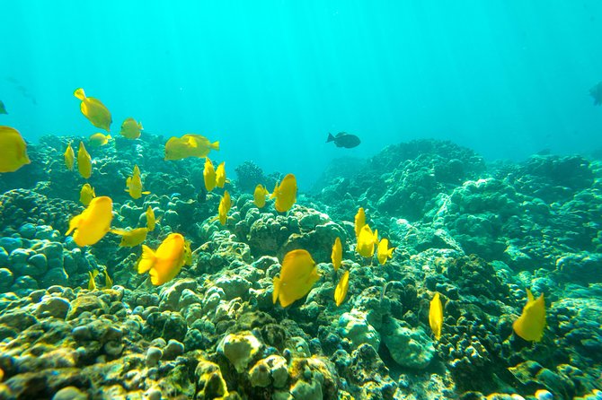 Big Island: Captain Cook Snorkel On A Power Catamaran With Lunch - Lunch on the catamaran