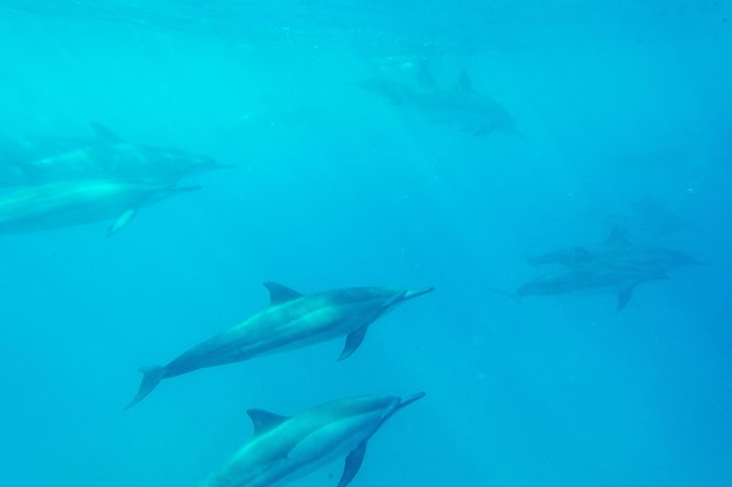 Big Island: Captain Cook Snorkel On A Power Catamaran With Lunch - The crew makes a real difference