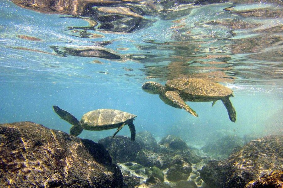 Big Island: Kona Half-Day Boat Tour with Snorkeling & Lunch - Snorkeling at Puʻuhonua O Honaunau