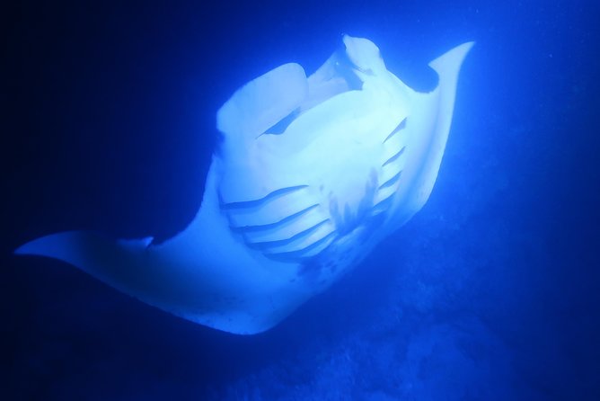 Big Island: Kona Manta Ray Snorkel Tour in Keauhou Harbor - Holding position beside the light board