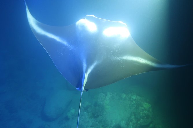 Big Island: Kona Manta Ray Snorkel Tour in Keauhou Harbor - Timing problems and the cost of a low fare