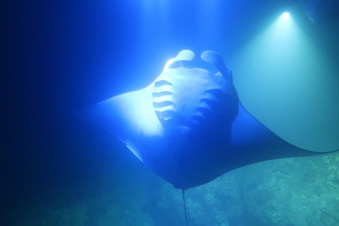 Big Island: Kona Manta Ray Snorkel Tour in Keauhou Harbor - How the manta guarantee affects the decision