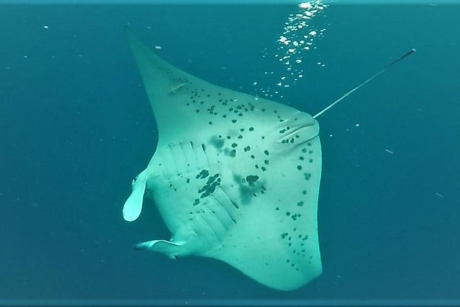 Big Island: Kona Manta Ray Snorkel Tour in Keauhou Harbor - Who should book this tour