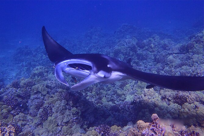 Big Island Manta Ray Night Snorkel - Meeting at Keauhou Bay and getting ready