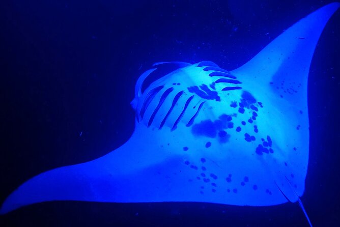Big Island: Manta Ray Night Snorkeling Adventure in Kailua-Kona - Key points to know before you book