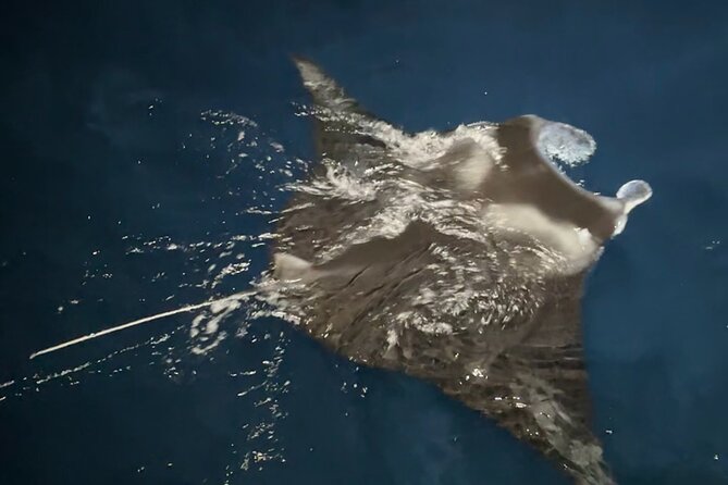 Big Island: Manta Ray Night Snorkeling Adventure in Kailua-Kona - Why Kona’s manta encounter feels so different